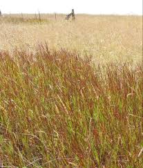 Image result for Hemarthria