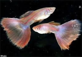 Fancy Guppy Moscow Super White Albino Guppy Fish Aquarium Fish Guppy