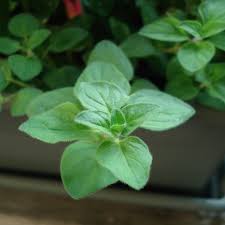 Oregano is generally planted in the spring or fall, either from potted nursery starts or plant divisions. Growing Oregano In The Kitchen Herb Garden Finegardening