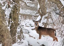 Image result for whitetail in snow