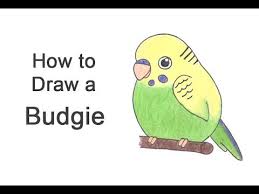 How To Draw A Budgie Parakeet Cartoon Youtube We will guide you through the steps here as we try to make it as designing fantasy wings step 1 warfare56:24568217your fantasy character doesn't need to have plain old bird wings. how to draw a budgie parakeet cartoon