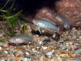 Dario is a genus of very small chameleonfishes native to streams and freshwater pools in china (yunnan), india (northeastern part of the country and western ghats) and myanmar. Zucht Des Zwergblaubarsches Dario Dario Wiki