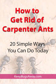 How To Get Rid Of Carpenter Ants 15 Simple Ways To Kill Carpenter Ants Kill Carpenter Ants Carpenter Ant Ants