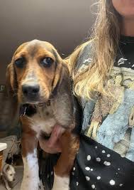 Hi!! I'm Angus and I can't believe my ears. Like literally cannot believe  that I just heard I don't have any adoption applications. I know, I'm  shocked too. I'm the definition of