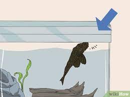 Bring to a boil and reduce to a simmer, cook for 20 minutes, until vegetables are very soft. 3 Ways To Feed A Pleco Wikihow