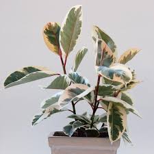 Castilla elastica, a source of rubber for the ancient maya people. Variegated Rubber Plant Variegata Ficus Elastica My Garden Life