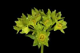 Image result for Alchemilla kiwuensis