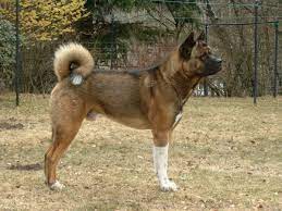 The american akita is an impressive dog breed who shares a resemblance to a bear. Amerikanischer Akita Wikipedia