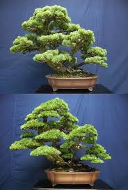 Great Before And After Of A White Pine Bonsai By Bonsai Great Greatindoors Pine White Bonsai Tree Bonsai Tree Types Indoor Bonsai Tree