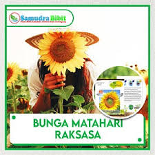 Bunga berwarna kuning cerah ini memiliki ciri tersendiri, yaitu selalu tumbuh condong ke arah. Bibit Tanaman Bunga Matahari Raksasa
