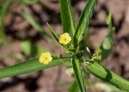 Image result for Streptopetalum