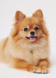 Pictures Of Pomeranian Dog Breed Pomeranian Dog Dog Breeds Cute Dogs