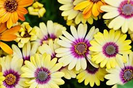 Image result for paprskovka obrázek