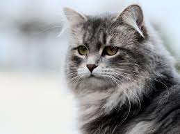 This patriotic cat quickly knew what to do when it heard the russian national anthem play on its owner's phone. Russian Cat Names