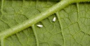 Las plagas que atacan las plantas ornamentales y flores. Plan De Accion Contra La Mosca Blanca En Tus Cultivos Agromatica