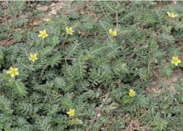 Image result for Tribulus terrestris