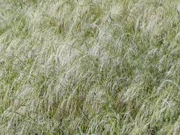 Image result for Eragrostis tef