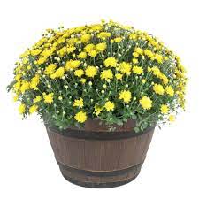 Costa Farms 3 Qt Ready To Bloom Yellow Fall Mums Chrysanthemum In Whiskey Barrell 2 Pack Chr3qtylw2pkwb The Home Depot Fall Mums Summer Flowers To Plant Whiskey Barrel Furniture