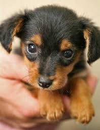 Miniature Black And Brown Yorkie Oh My I Think I M In Love Yorkie Mini Dachshund Soo Cute Gonna Have To Find Little Radley A Dachshund Girl Yorkie Puppies Cute Dogs