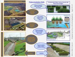Plants As Water Protectors Phytoremediation Rafts Clean Fracking Waste Nuclear Waste Oil Drilling Etc Wastewater Contaminated Water River Bank