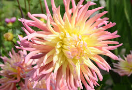 Fishhook pincushion cacti produce two or three batches of flowers during the summer. Shop Cactus Dahlia Star Elite And Other Seeds At Harvesting History