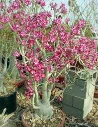 Image result for Adenium multiflorum
