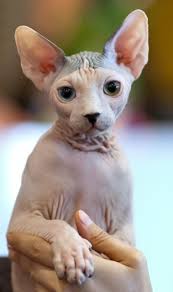 The breed founders crossed hairless cats back to haired cats to create a breed with a wide gene pool. Sphynx Cat Breed Profile Metaphorical Platypus