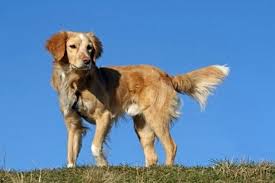 Though your cat will probably come to no harm, it will still be annoying for the cat. Nova Scotia Duck Tolling Retriever Natural History Page 3