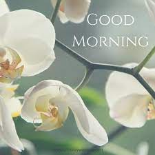 A white cat with blue eyes leans out from behind the bed and says. 60 Good Morning Images With Pretty Flowers Updated 2019
