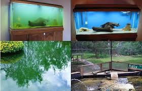 Pin On Diy Stock Tank Pond