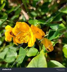 Image result for Senna septemtrionalis