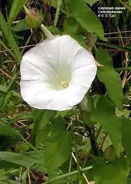 Image result for Convolvulaceae
