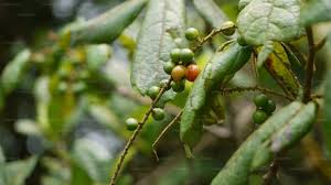 Image result for Allophylus africanus