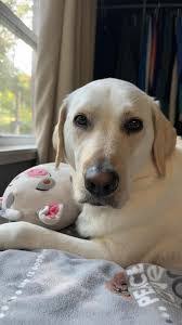 Linda Pizzato's Instagram, Twitter & Facebook