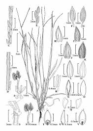 Image result for Digitaria bidactyla