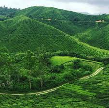 Sungai pauh destinasi menarik yang terletak di dalam kawasan kompleks pejabat hutan daerah cameron highlands iaitu dua kilometer dari pekan tanah rata ataupun hanya bersebelahan kampung taman sedia dan kem slim.kem sungai pauh ini adalah diurus tadbir oleh pejabat hutan kecil cameron highlands dan amat sesuai untuk aktiviti perkhemahan bagi kalangan pengembara dan juga institusi pendidikan. Cameron Highlands Natural Attractions For A Healthy Getaway Travel Blog