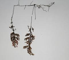 Image result for Hymenophyllum tunbridgense