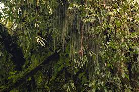 Image result for Vittaria reekmansii