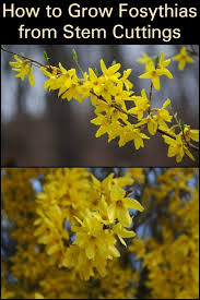 How To Grow Forsythias From Stem Cuttings In 2020 Growing Shrubs Fast Growing Shrubs Plant Growth