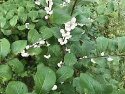 新 马草药自然医学 白饭树的功效与作用 health benefits of flueggea virosa health benefits plants health