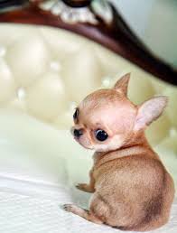 There is no such thing as poorly bred because what constitutes whether a living creature is well bred or not is whether it is physically healthy and has a kind. 10 Interesting Facts About Chihuahua Click To Read I Could Die From Cuteness Animals Hunde Chihuahua Welpen Welpen
