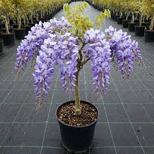 Image result for Wisteria