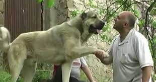 Armenian Gampr Dog Puppy Hound Chien Perro Hond Hund Cane Koira Dogs Puppies Pup Pooch Huge Dogs Dog Breeds Wolfhound