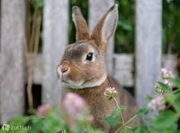 Wie alt werden diese im durchschnitt? Mini Rex Kaninchen Zum Liebhaben In Bern Kaufen Tutti Ch Rex Kaninchen Kaninchen Kaninchen Kaufen