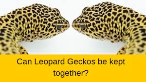 Genjer grows abundantly in java and is known as a food that peasants can rely on in times of hardship. Can Leopard Geckos Be Kept Together Leopard Gecko Habitat