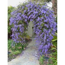 Check spelling or type a new query. Buy Bunga Sandpaper Vine Pokok Hidup Pokok Bunga Menjalar Seetracker Malaysia