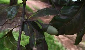 Image result for Ocotea kenyensis