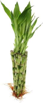 Carefully remove any packaging and add rocks to your container to act as an anchor. Amazon Com 10 Stalks Of 12 Inches Straight Lucky Bamboo Garden Outdoor