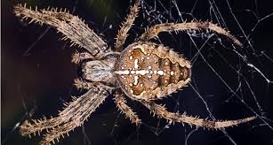 The brown recluse, the black widow, and the hobo spider. Quieter Vibes For City Spiders Science News For Students