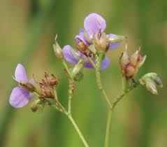 Image result for Murdannia simplex